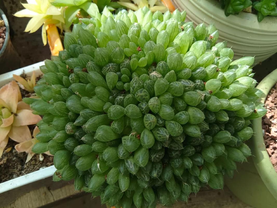 冬天多肉淋雨后该咋办？-第3张图片-吾爱花网