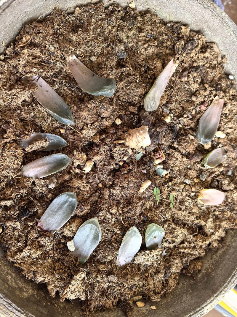 多肉怎么泡在水里发芽-第1张图片-吾爱花网 多肉怎么泡在水里发芽-第1张图片-吾爱花网