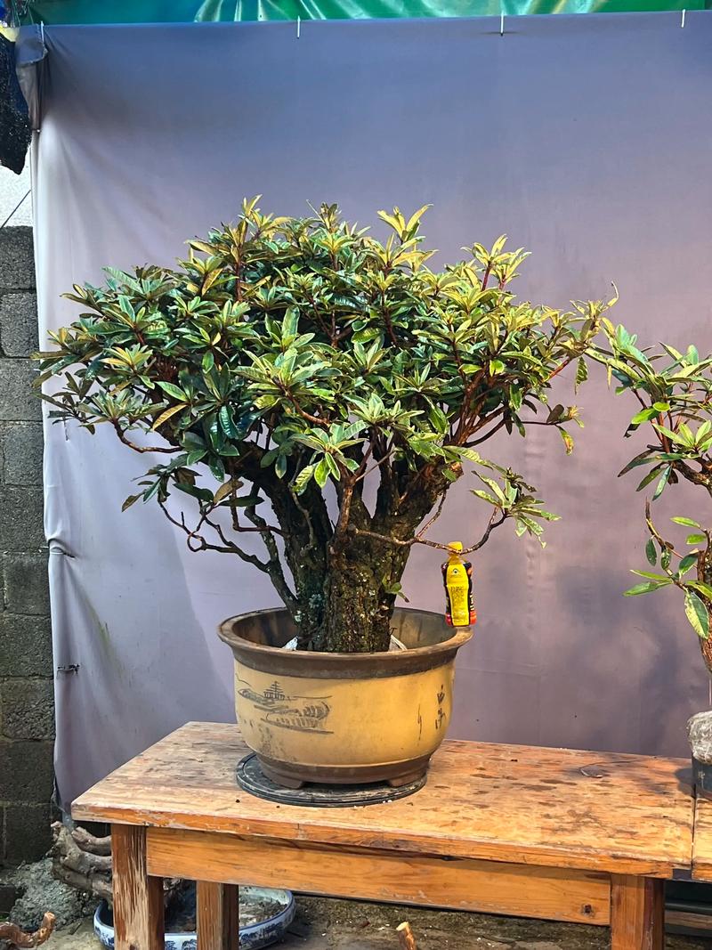 盆栽马樱花的养殖方法-第1张图片-吾爱花网 盆栽马樱花的养殖方法-第1张图片-吾爱花网