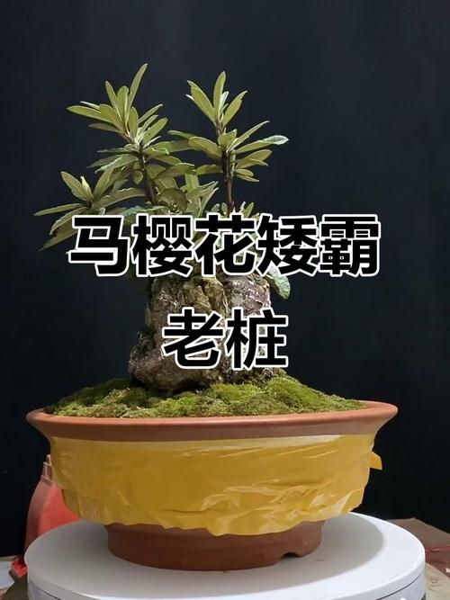 盆栽马樱花的养殖方法-第2张图片-吾爱花网 盆栽马樱花的养殖方法-第2张图片-吾爱花网
