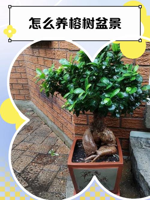榕树盆栽怎么养才好?-第1张图片-吾爱花网 榕树盆栽怎么养才好?-第1张图片-吾爱花网