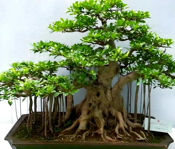 榕树盆栽怎么养才好?-第2张图片-吾爱花网 榕树盆栽怎么养才好?-第2张图片-吾爱花网