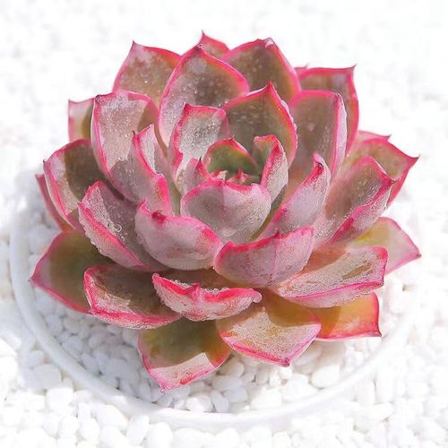 晚霞多肉怎么养才出状态？-第2张图片-吾爱花网