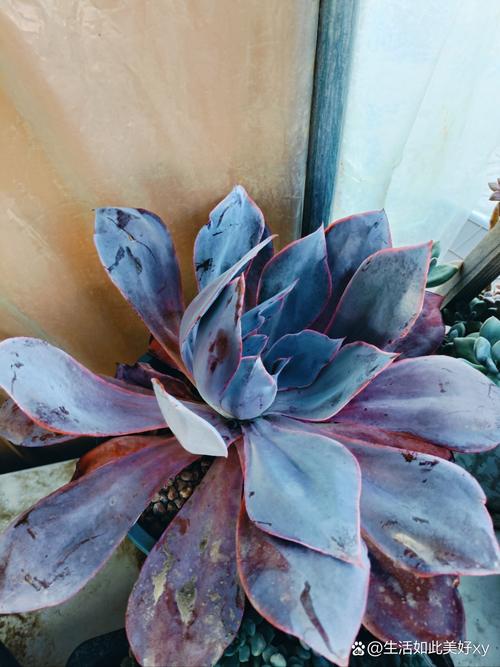 晚霞多肉怎么养才出状态？-第1张图片-吾爱花网