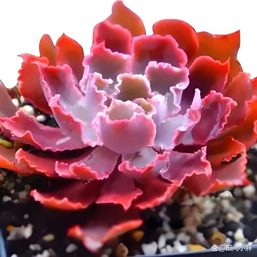 晚霞多肉怎么养才出状态？-第3张图片-吾爱花网