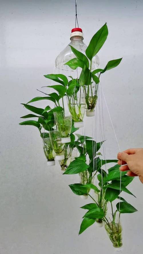 水培绿萝该用什么水？-第1张图片-吾爱花网