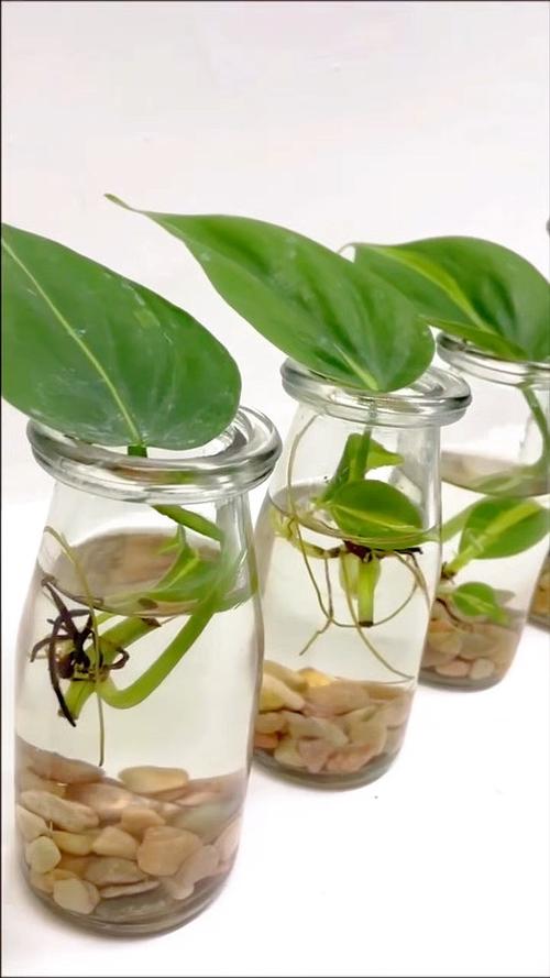 水培绿萝该用什么水？-第2张图片-吾爱花网