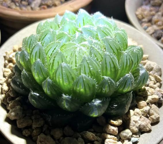 多肉叶片变透明是咋回事?-第1张图片-吾爱花网 多肉叶片变透明是咋回事?-第1张图片-吾爱花网