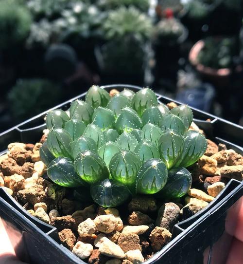 多肉叶片变透明是咋回事?-第2张图片-吾爱花网 多肉叶片变透明是咋回事?-第2张图片-吾爱花网