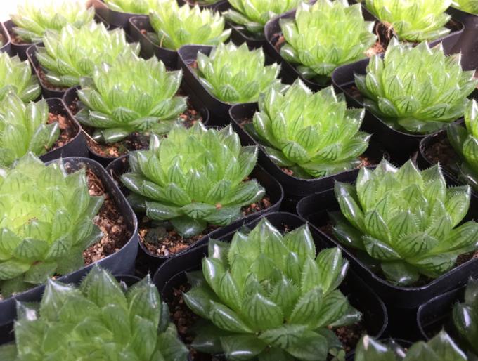 多肉叶片变透明是咋回事？-第3张图片-吾爱花网