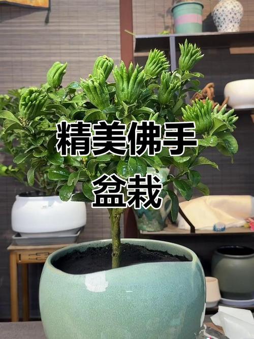 河南盆栽佛手可行吗?-第1张图片-吾爱花网 河南盆栽佛手可行吗?-第1张图片-吾爱花网