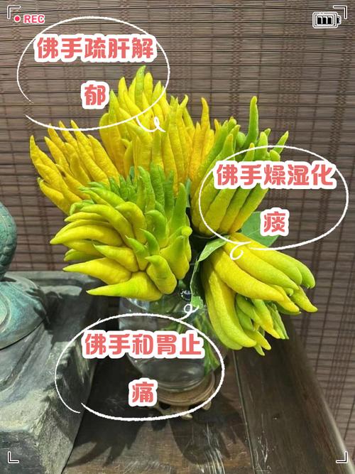 河南盆栽佛手可行吗?-第2张图片-吾爱花网 河南盆栽佛手可行吗?-第2张图片-吾爱花网