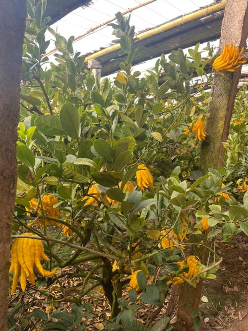 河南盆栽佛手可行吗?-第3张图片-吾爱花网 河南盆栽佛手可行吗?-第3张图片-吾爱花网