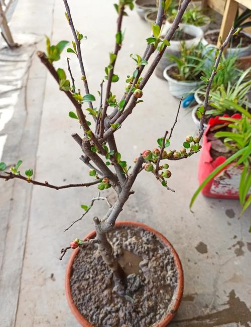 贴梗海棠水培能生根吗？-第2张图片-吾爱花网