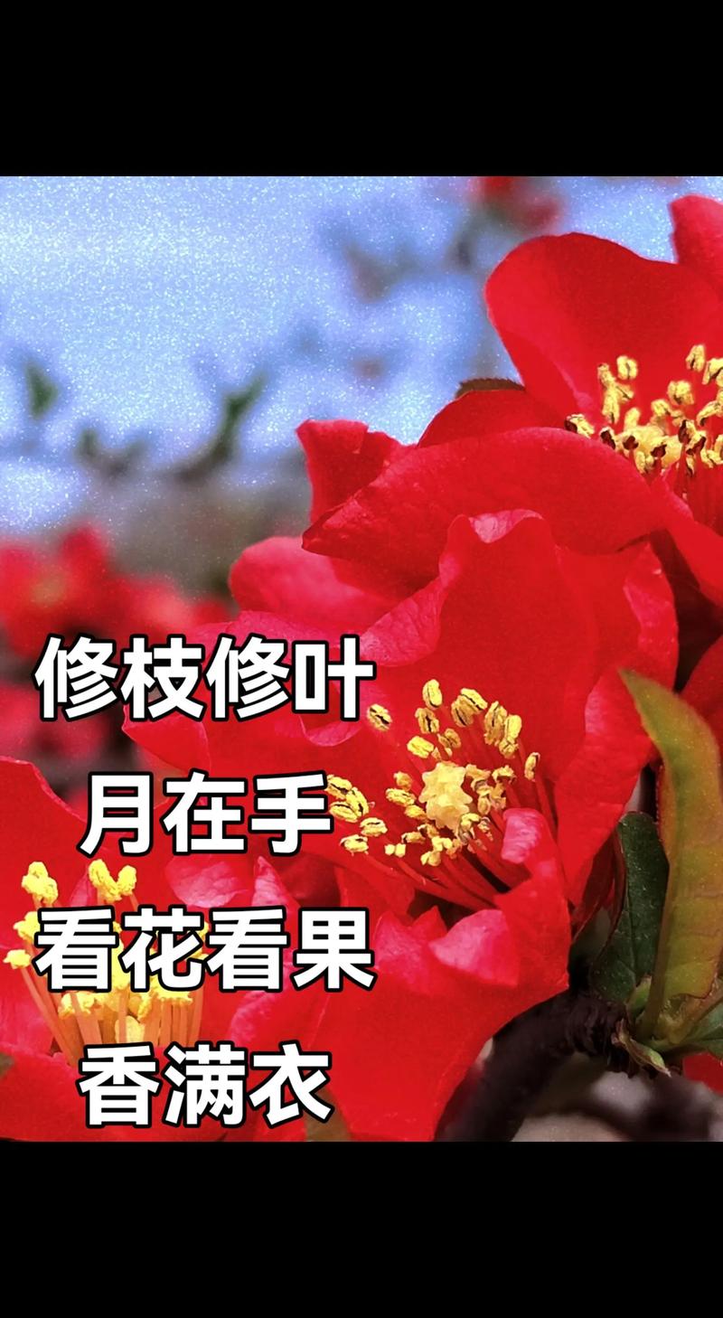 贴梗海棠水培能生根吗？-第3张图片-吾爱花网