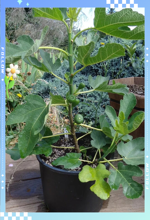 无花果盆栽怎么管理才能结果多？-第1张图片-吾爱花网