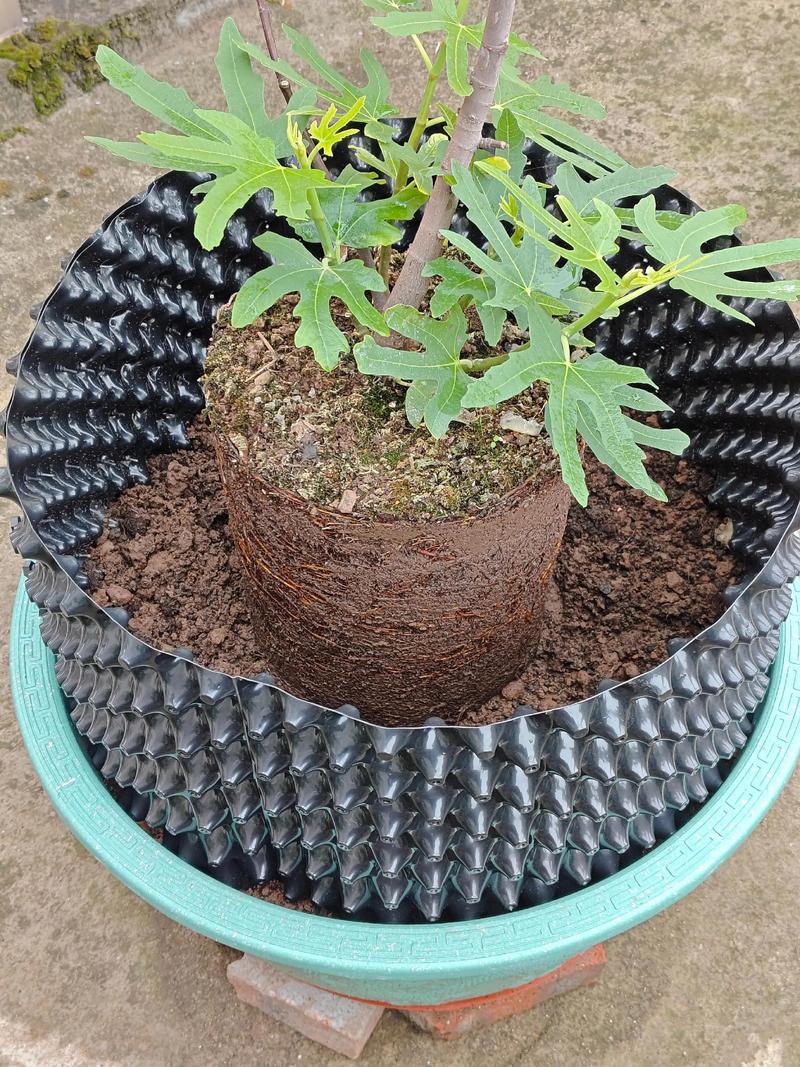 无花果盆栽怎么管理才能结果多？-第2张图片-吾爱花网