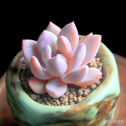 多肉白色荷花品种怎么养？-第1张图片-吾爱花网