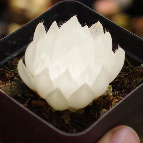 多肉白色荷花品种怎么养？-第2张图片-吾爱花网