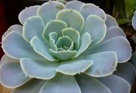 多肉白色荷花品种怎么养？-第3张图片-吾爱花网