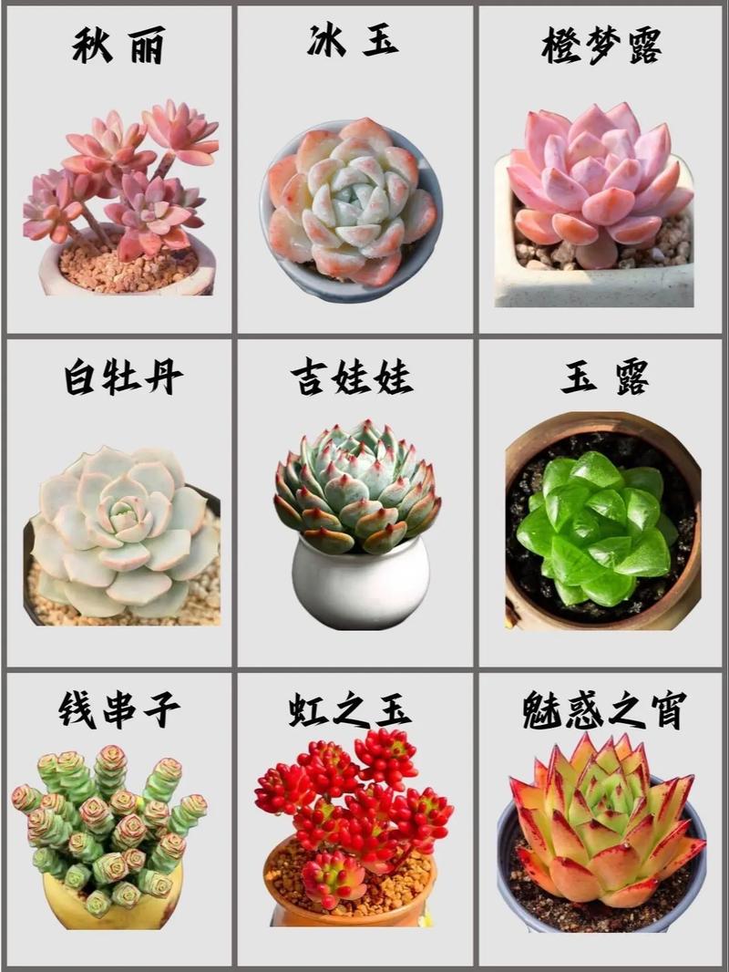 多肉盆栽怎么种?图片大全看这里!-第1张图片-吾爱花网 多肉盆栽怎么种?图片大全看这里!-第1张图片-吾爱花网