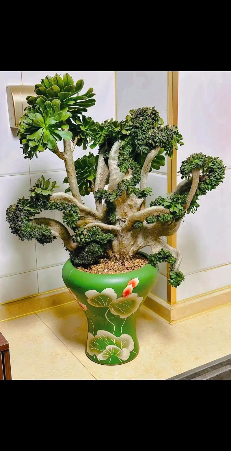 多肉盆栽怎么种?图片大全看这里!-第3张图片-吾爱花网 多肉盆栽怎么种?图片大全看这里!-第3张图片-吾爱花网