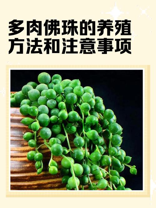 佛珠多肉开花后要剪掉吗？-第1张图片-吾爱花网