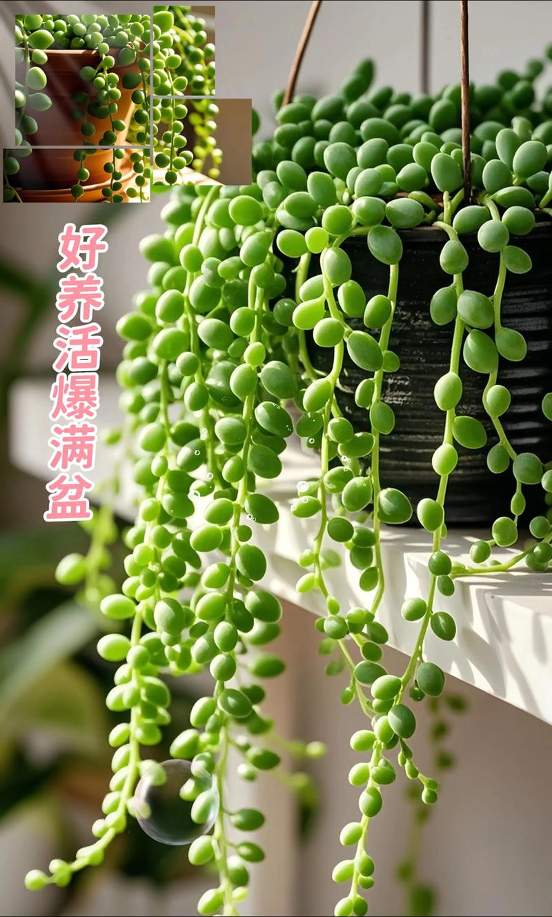 佛珠多肉开花后要剪掉吗？-第2张图片-吾爱花网