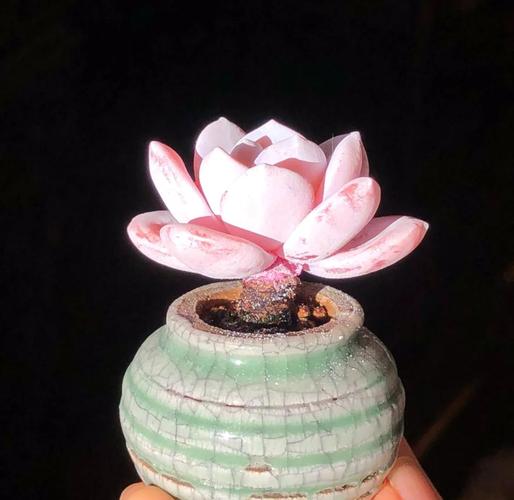 雪莲多肉幼苗养护要注意哪些?-第1张图片-吾爱花网 雪莲多肉幼苗养护要注意哪些?-第1张图片-吾爱花网