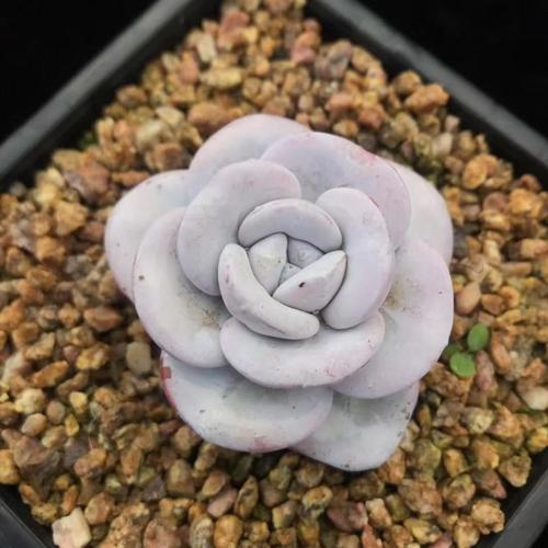 雪莲多肉幼苗养护要注意哪些?-第2张图片-吾爱花网 雪莲多肉幼苗养护要注意哪些?-第2张图片-吾爱花网