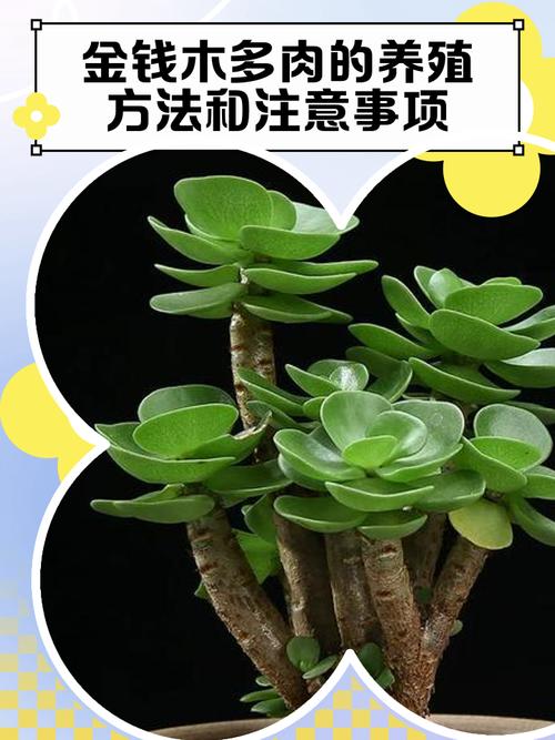 盆栽金钱木怎么不发芽-第1张图片-吾爱花网