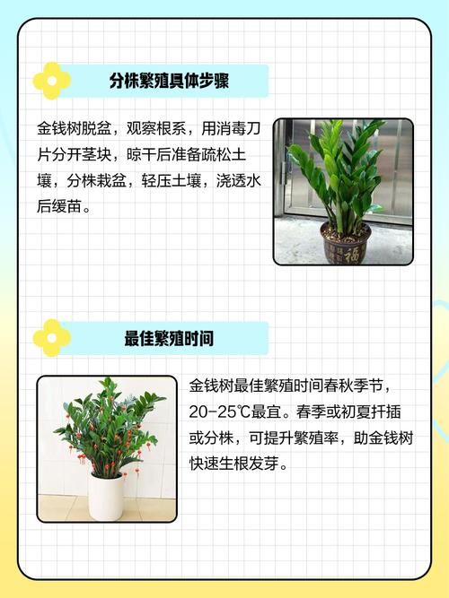 盆栽金钱木怎么不发芽-第2张图片-吾爱花网