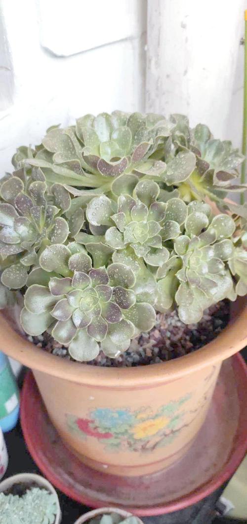 冬天多肉防徒长,关键在哪?-第1张图片-吾爱花网 冬天多肉防徒长,关键在哪?-第1张图片-吾爱花网