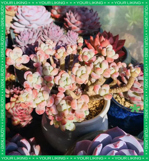 冬天多肉防徒长,关键在哪?-第3张图片-吾爱花网 冬天多肉防徒长,关键在哪?-第3张图片-吾爱花网