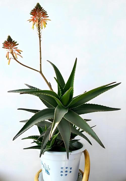 芦荟选盆要考虑哪些因素?-第1张图片-吾爱花网 芦荟选盆要考虑哪些因素?-第1张图片-吾爱花网