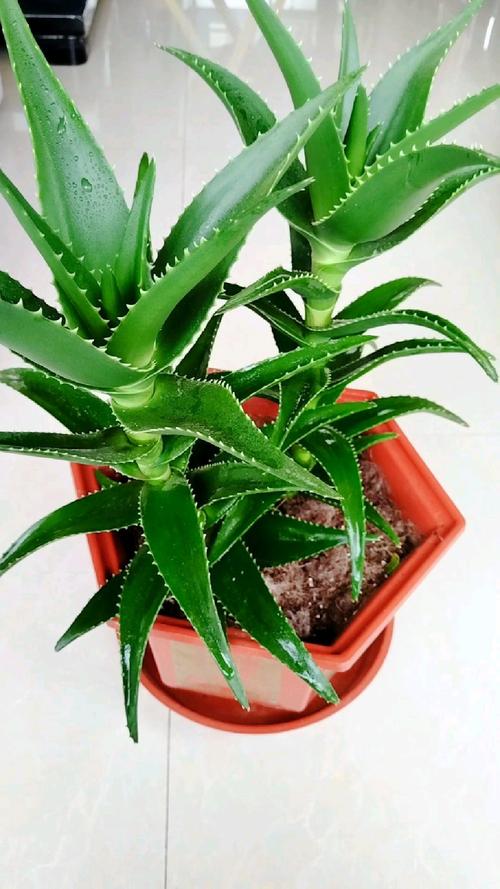 芦荟选盆要考虑哪些因素?-第3张图片-吾爱花网 芦荟选盆要考虑哪些因素?-第3张图片-吾爱花网