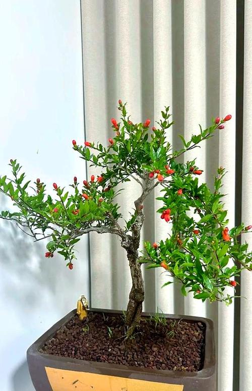 石榴小树可以当盆栽吗-第3张图片-吾爱花网