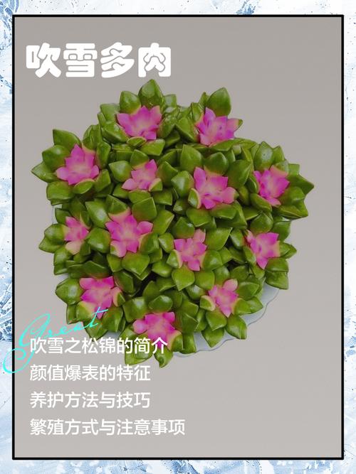 浙江冬季多肉如何过冬-第1张图片-吾爱花网