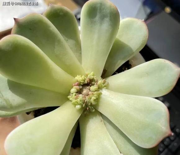 砍头多肉如何快速发根?-第1张图片-吾爱花网 砍头多肉如何快速发根?-第1张图片-吾爱花网