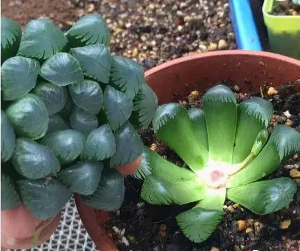 砍头多肉如何快速发根?-第2张图片-吾爱花网 砍头多肉如何快速发根?-第2张图片-吾爱花网