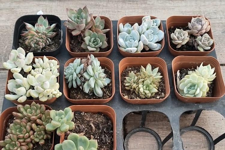 砍头多肉如何快速发根?-第3张图片-吾爱花网 砍头多肉如何快速发根?-第3张图片-吾爱花网