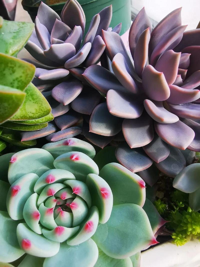 什么多肉好养活？新手必看品种推荐-第1张图片-吾爱花网