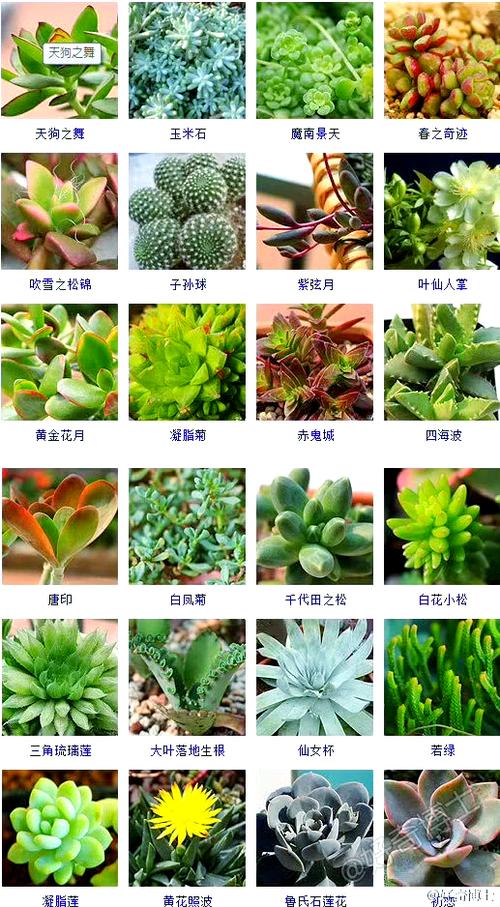 多肉植物有何寓意?-第1张图片-吾爱花网 多肉植物有何寓意?-第1张图片-吾爱花网