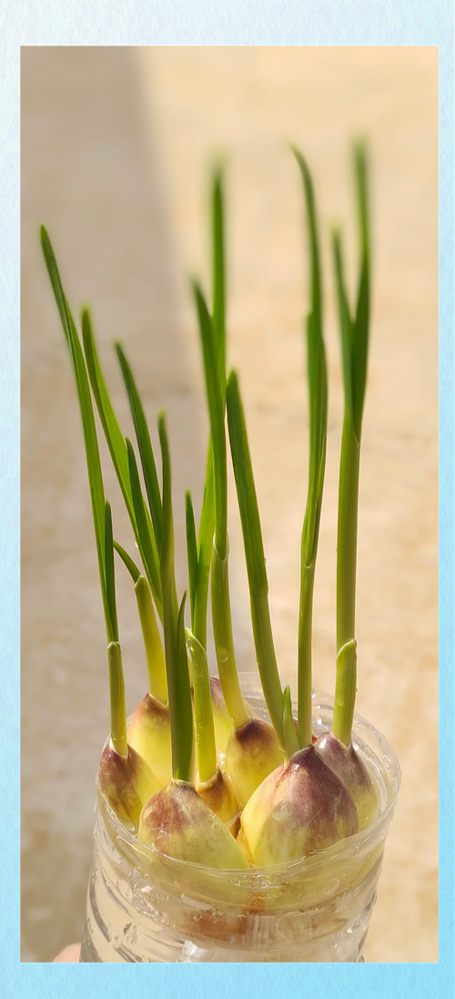 水培大蒜晒太阳吗?-第1张图片-吾爱花网 水培大蒜晒太阳吗?-第1张图片-吾爱花网