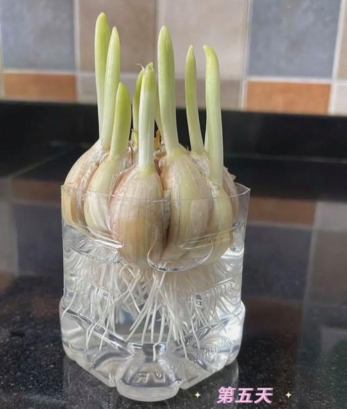 水培大蒜晒太阳吗?-第2张图片-吾爱花网 水培大蒜晒太阳吗?-第2张图片-吾爱花网