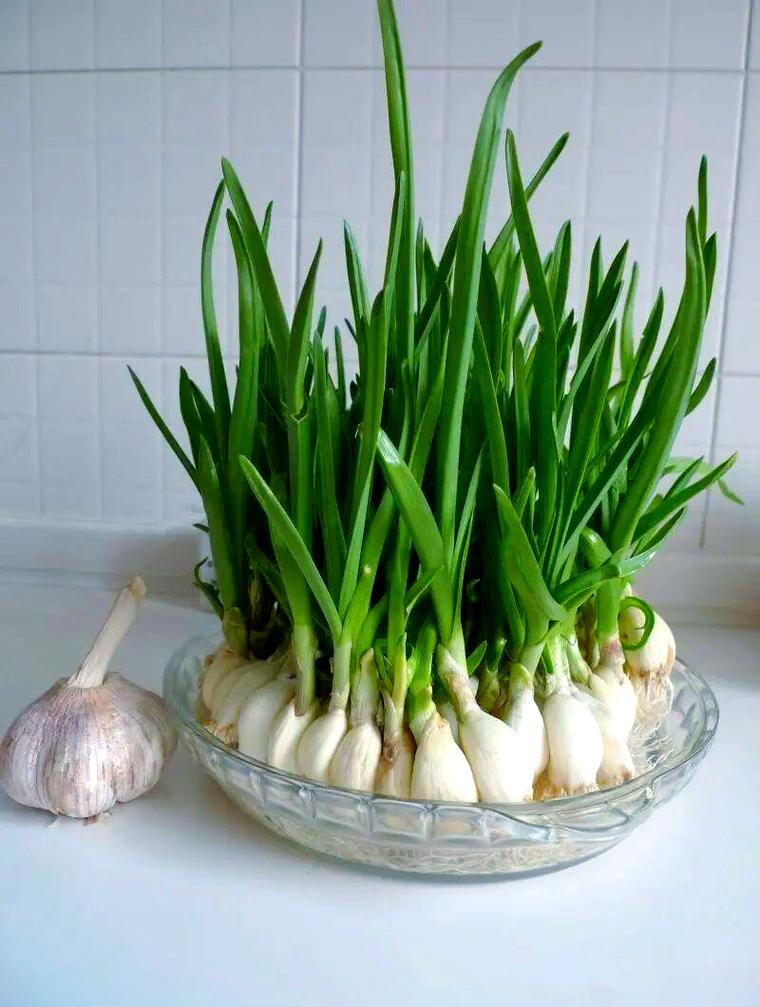 水培大蒜晒太阳吗?-第3张图片-吾爱花网 水培大蒜晒太阳吗?-第3张图片-吾爱花网
