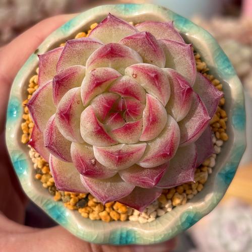 樱桃多肉怎么养殖方法-第1张图片-吾爱花网 樱桃多肉怎么养殖方法-第1张图片-吾爱花网