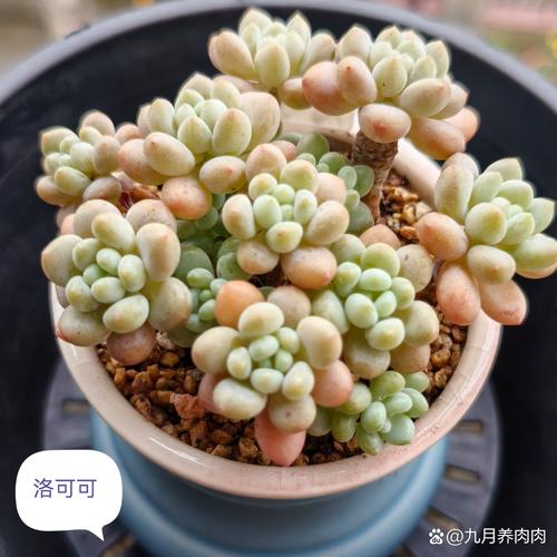 樱桃多肉怎么养殖方法-第2张图片-吾爱花网 樱桃多肉怎么养殖方法-第2张图片-吾爱花网