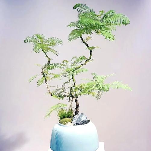 观赏类植物盆栽有哪些？-第2张图片-吾爱花网