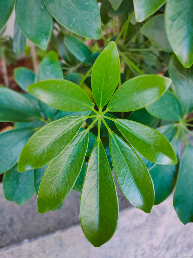 鸭掌木水培可行吗?养护要注意什么?-第1张图片-吾爱花网 鸭掌木水培可行吗?养护要注意什么?-第1张图片-吾爱花网